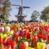 Keukenhof2.jpg