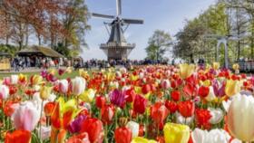 Keukenhof2.jpg